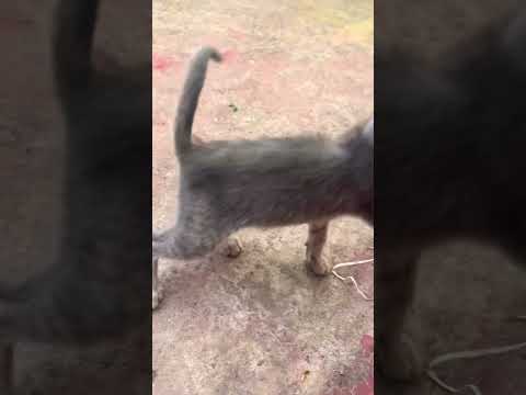 She so naughty#catsvideos #parati #catlover#funnytiktok #catsvideo #kitty#love